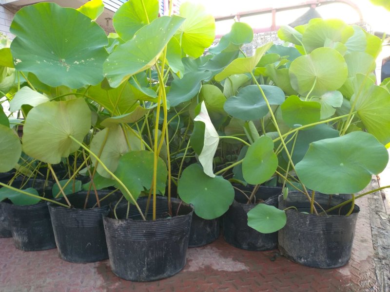 水生植物常绿鸢尾种植，各种水生植物盆栽组合。