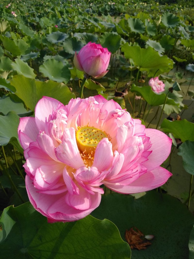 水生植物常绿鸢尾种植，各种水生植物盆栽组合。