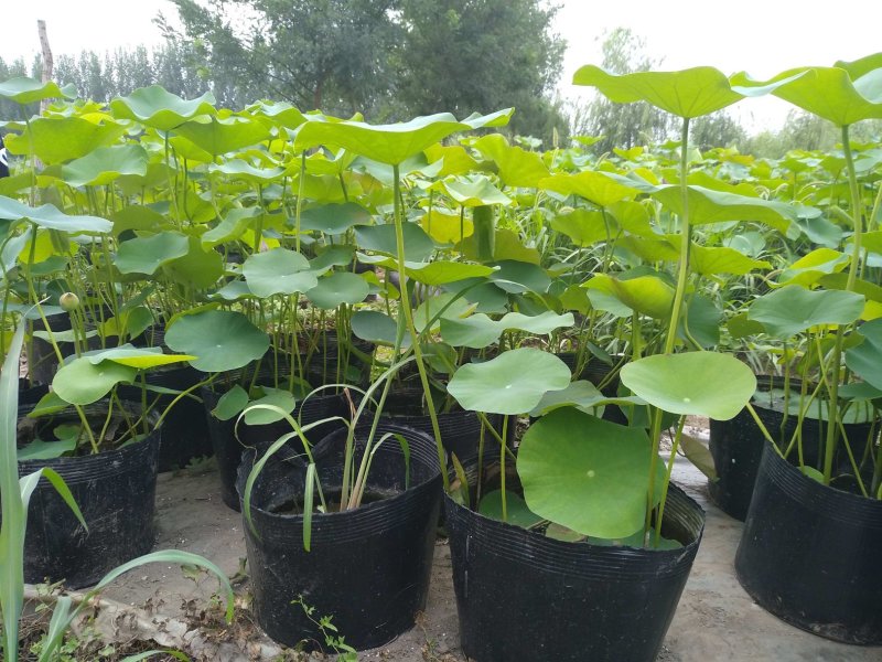 水生植物常绿鸢尾种植，各种水生植物盆栽组合。