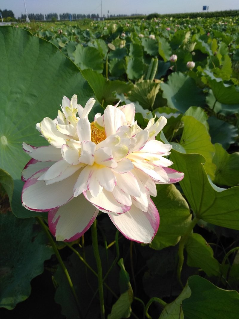 水生植物常绿鸢尾种植，各种水生植物盆栽组合。