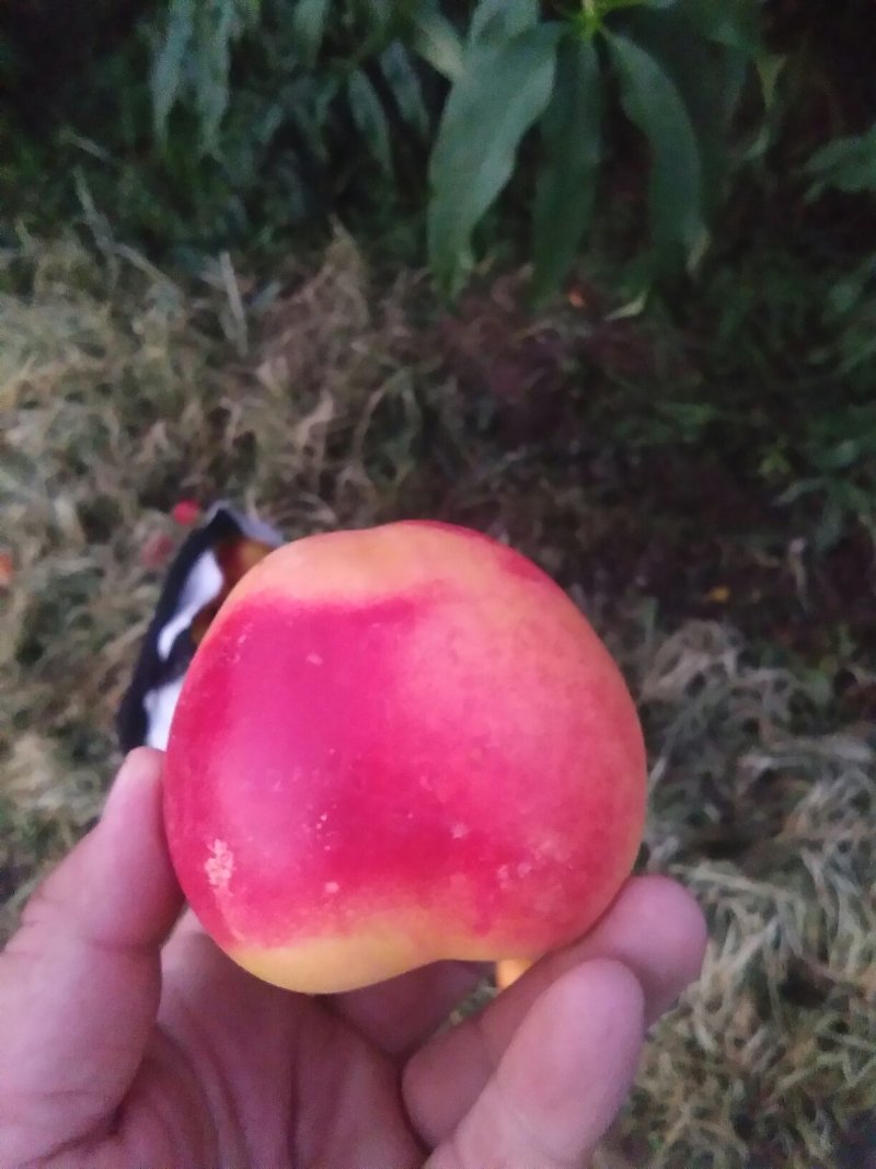 纸膜红星苹果