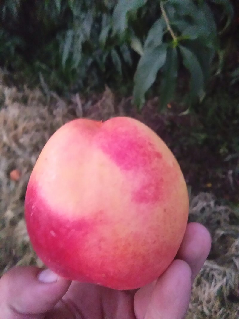 纸膜红星苹果
