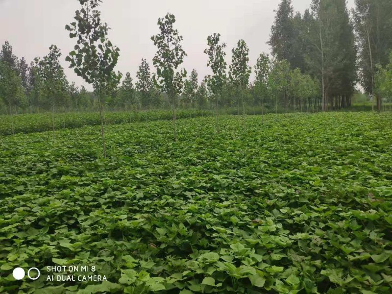 龙薯9号大量供应，自家种植，现挖现买，绝对新鲜