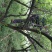 预售2023自家种的30年高山新鲜青梅果