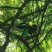 预售2023年自家种的30年高山新鲜四明山大青梅果