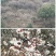 预售2023年自家种的30年高山新鲜四明山大青梅果
