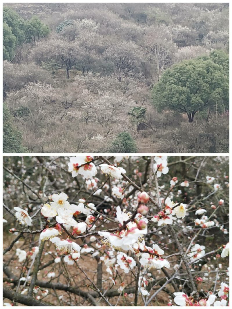 预售2023年自家种的30年高山新鲜四明山大青梅果