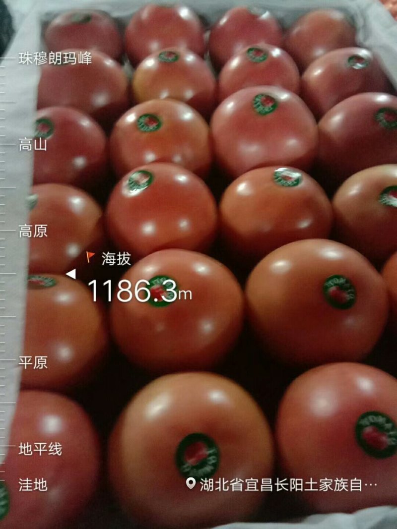 湖北高山精品硬粉西红柿大量上市产地一手货源欢迎来电咨询