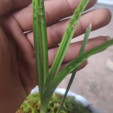 兰花