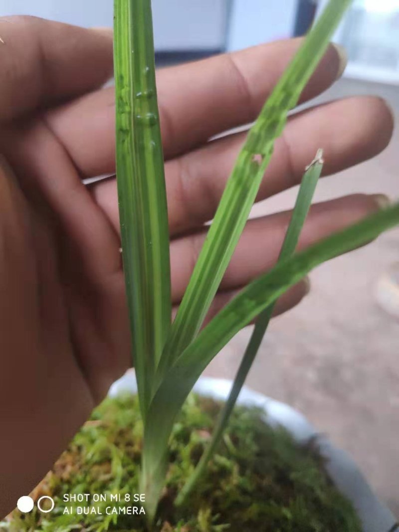 兰花