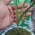 兰花