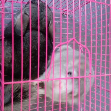 宠物猫