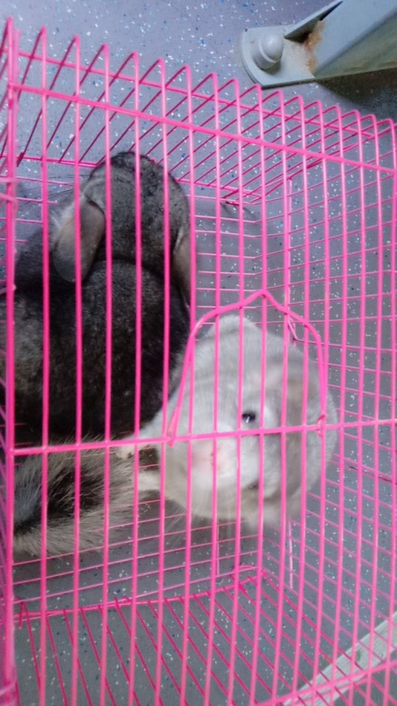 宠物猫