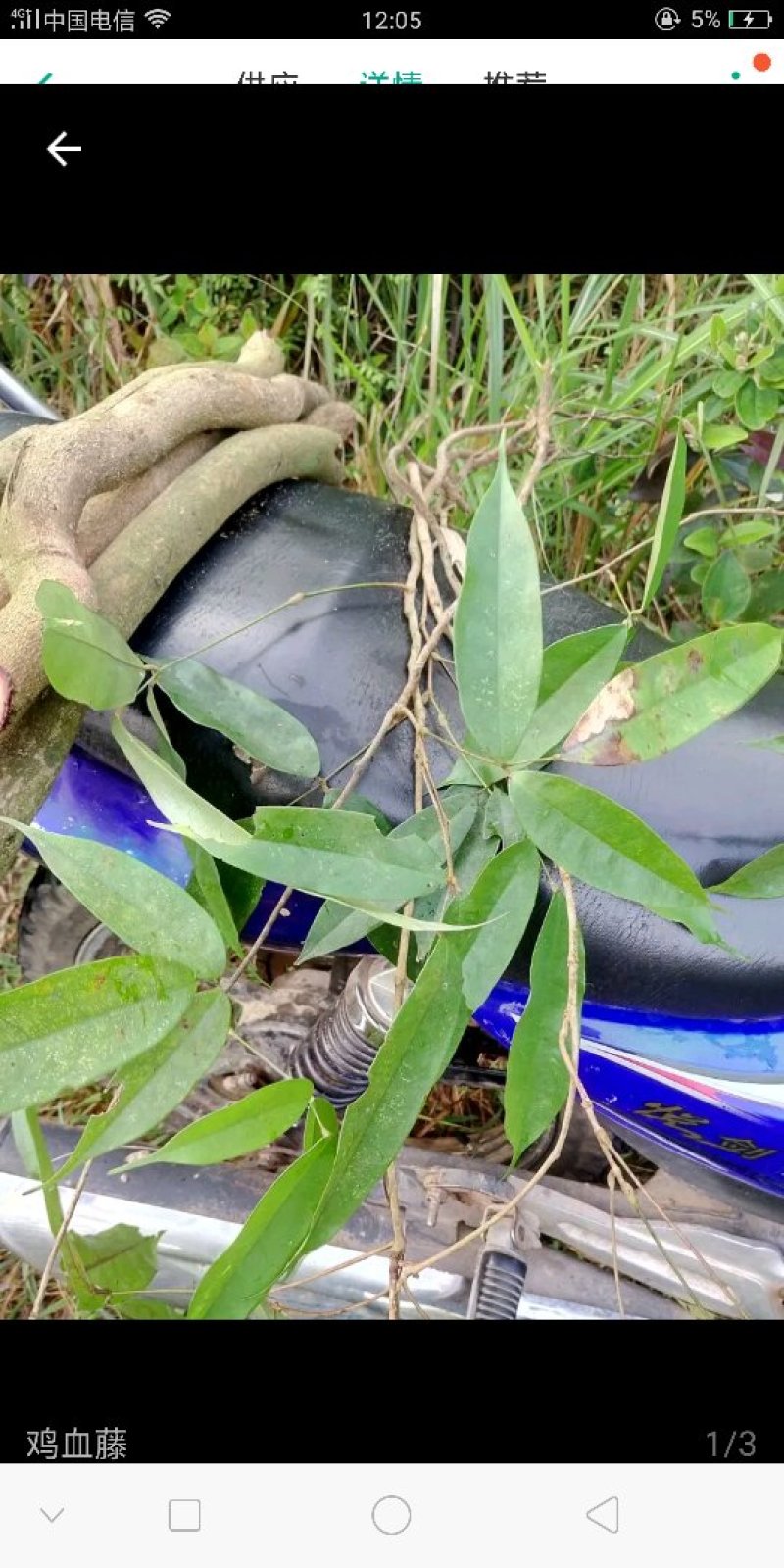 鸡血藤