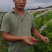 恐龙蛋李子苗，味帝李子苗，适应南北方种植，基地直销