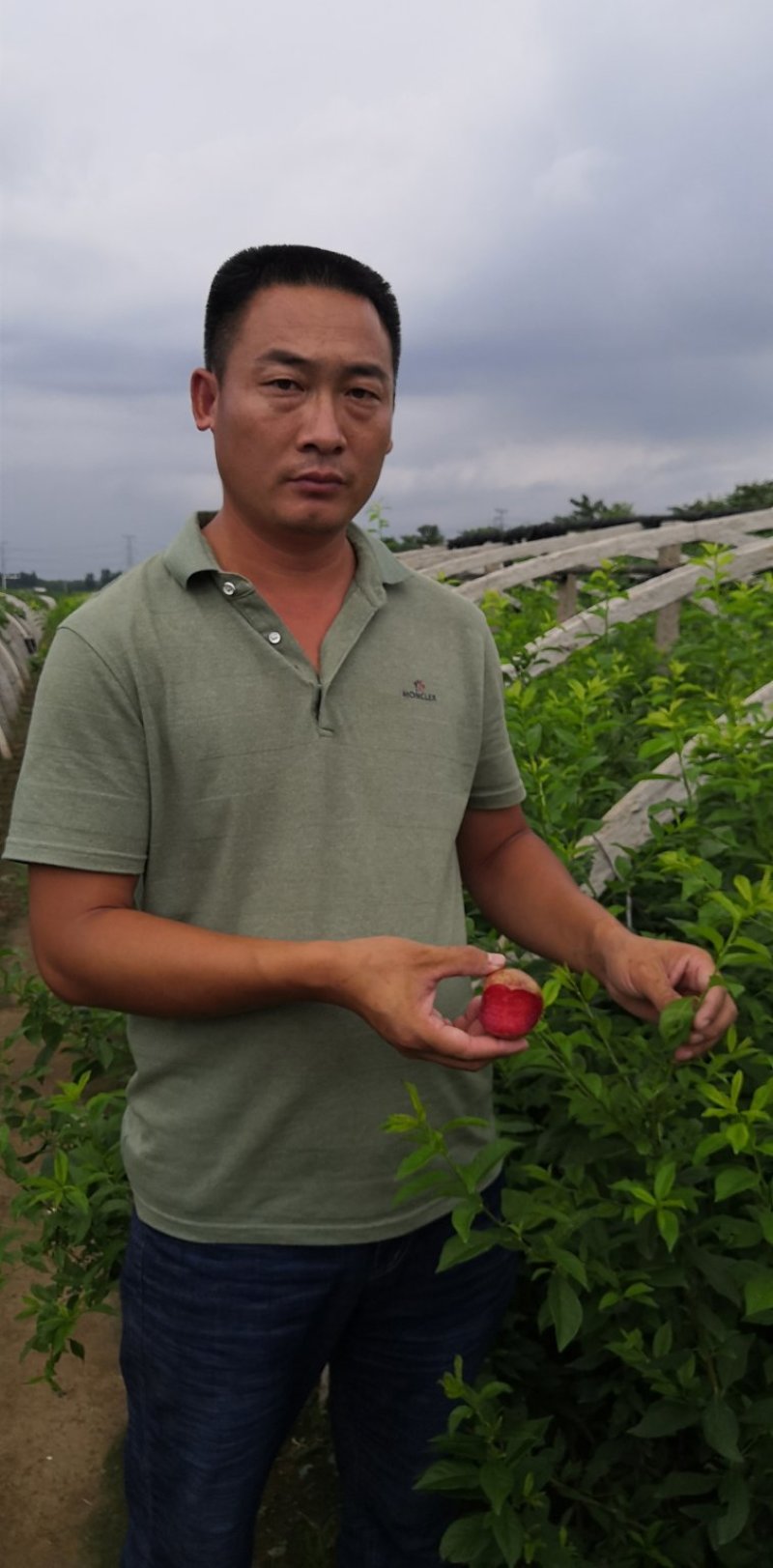 恐龙蛋李子苗，味帝李子苗，适应南北方种植，基地直销
