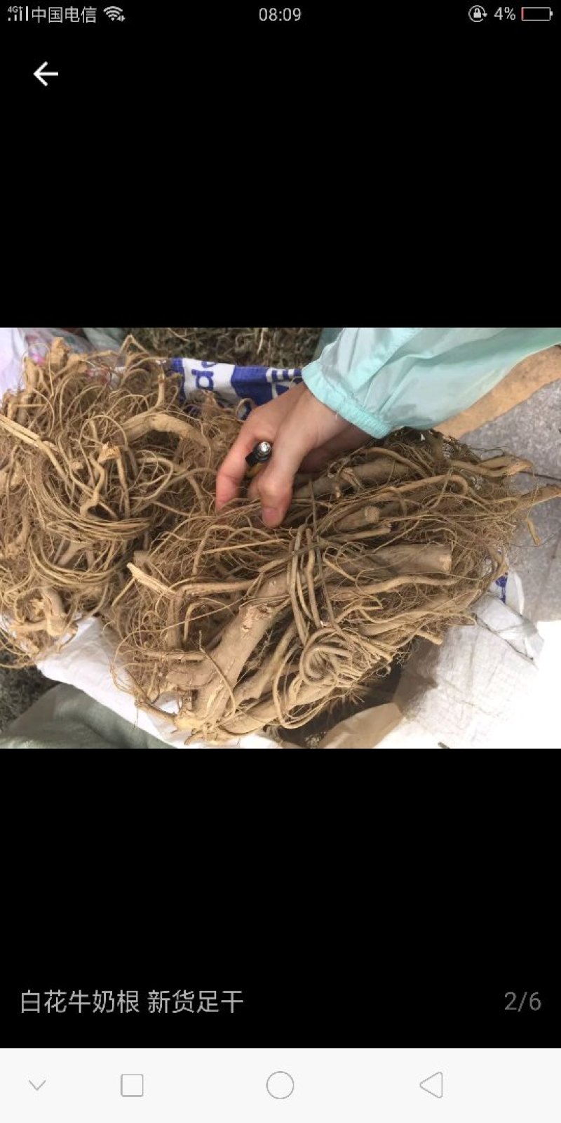 牛奶根