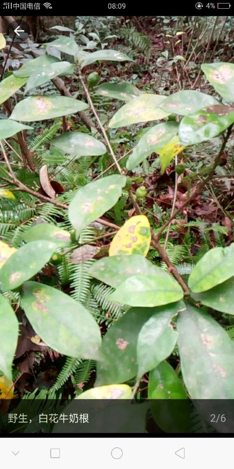 牛奶根