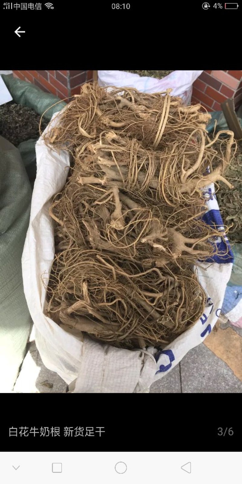 牛奶根