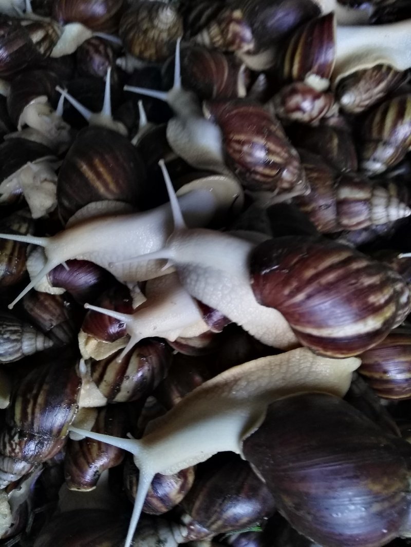 白玉蜗牛