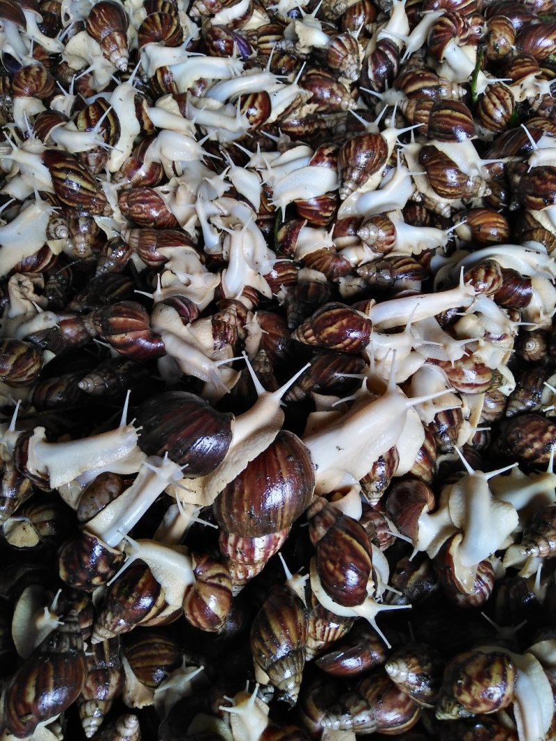 白玉蜗牛