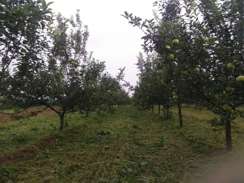 中条山高原特产青苹果