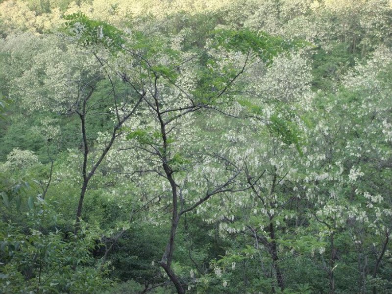 苗圃直供一年刺槐苗二年刺槐苗荒山绿化可选树种