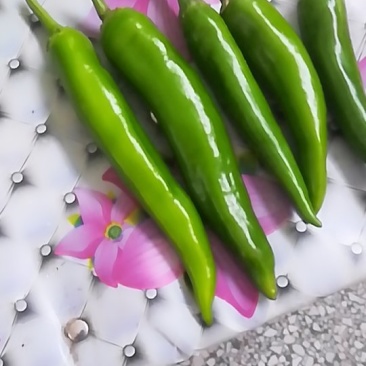 鲜辣椒