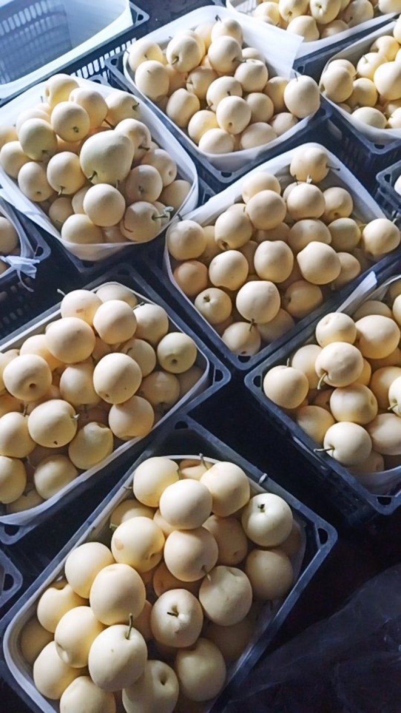 皇冠梨，鸭梨