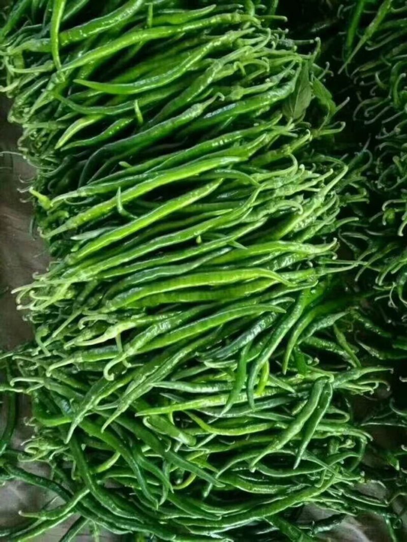 线椒，黑条，青条。大量供应大棚线椒，热销中