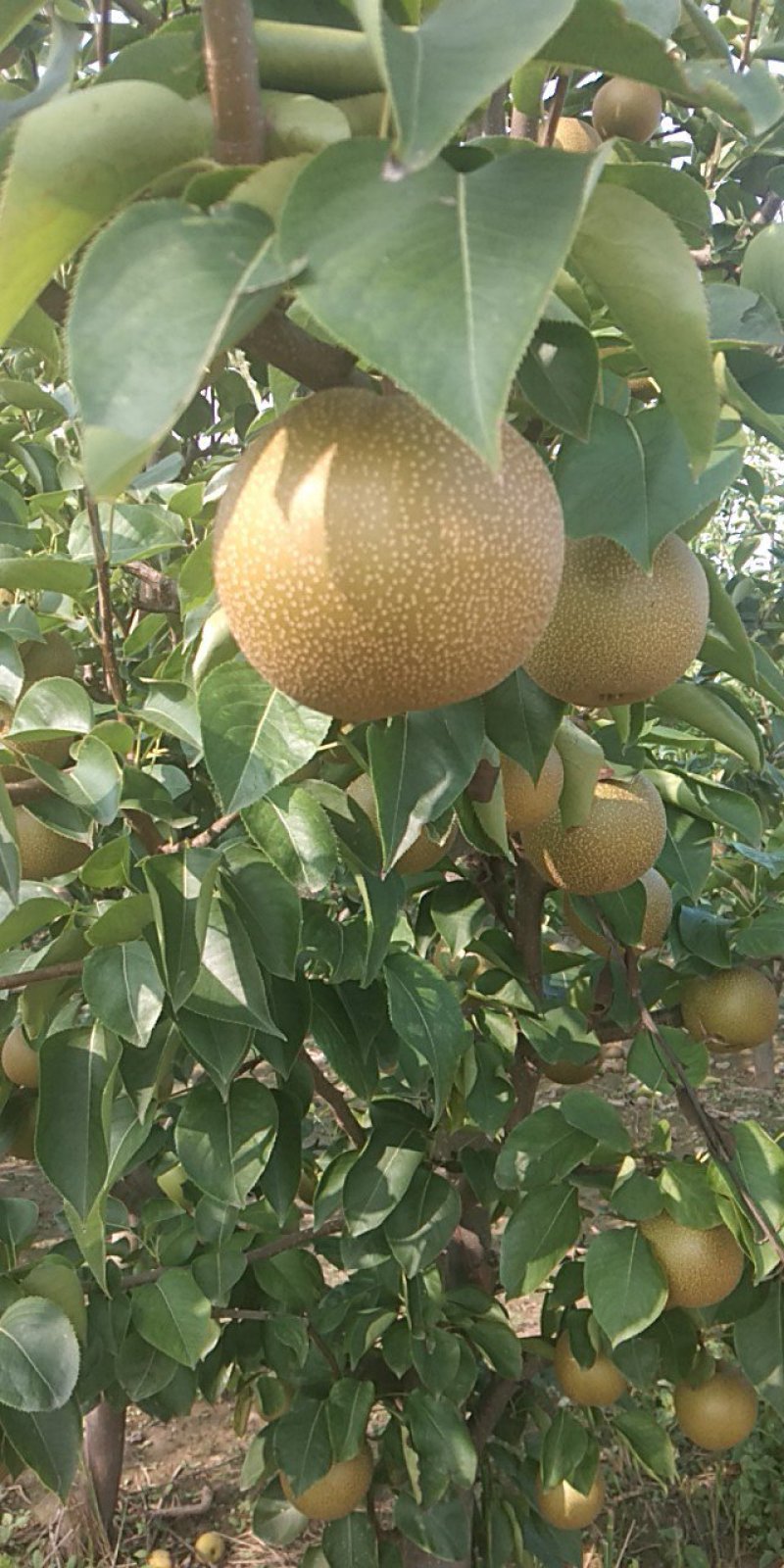 红皮梨