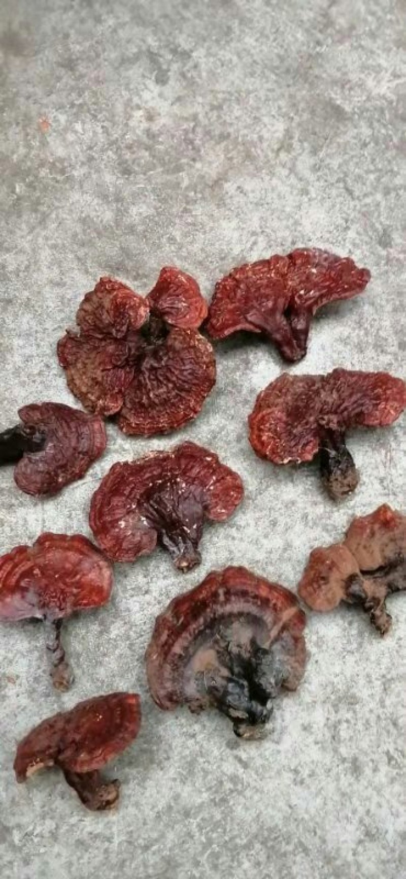 纯野生灵芝假一赔百敬请选用