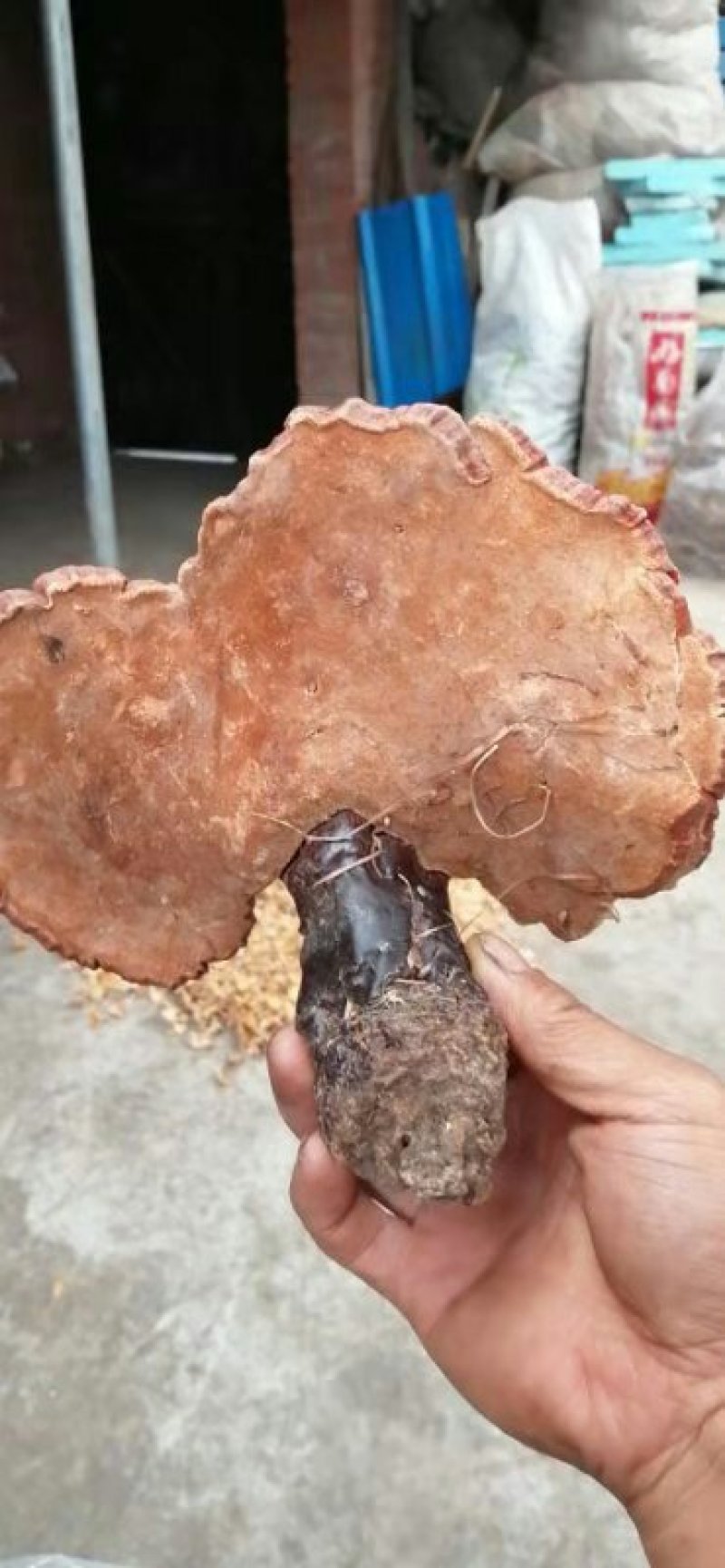 纯野生灵芝假一赔百敬请选用
