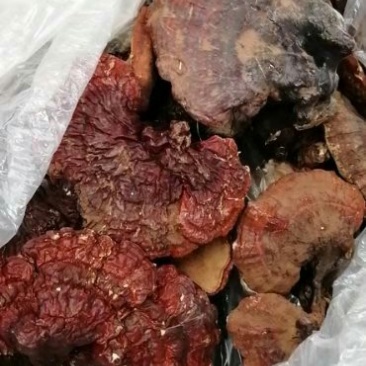 纯野生灵芝假一赔百敬请选用