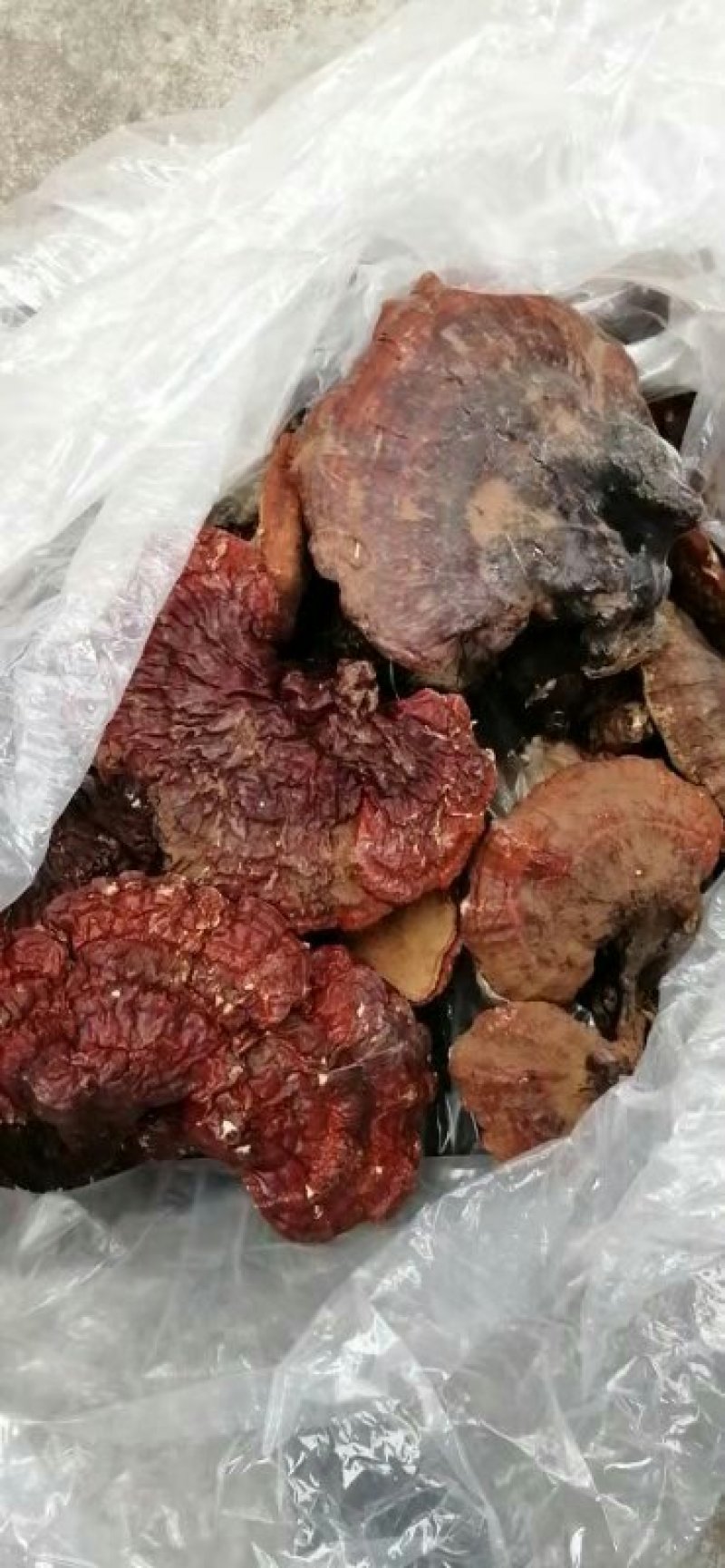 纯野生灵芝假一赔百敬请选用