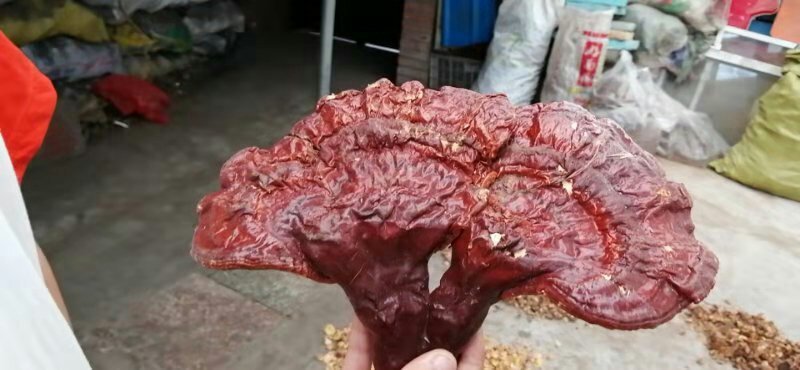 纯野生灵芝假一赔百敬请选用