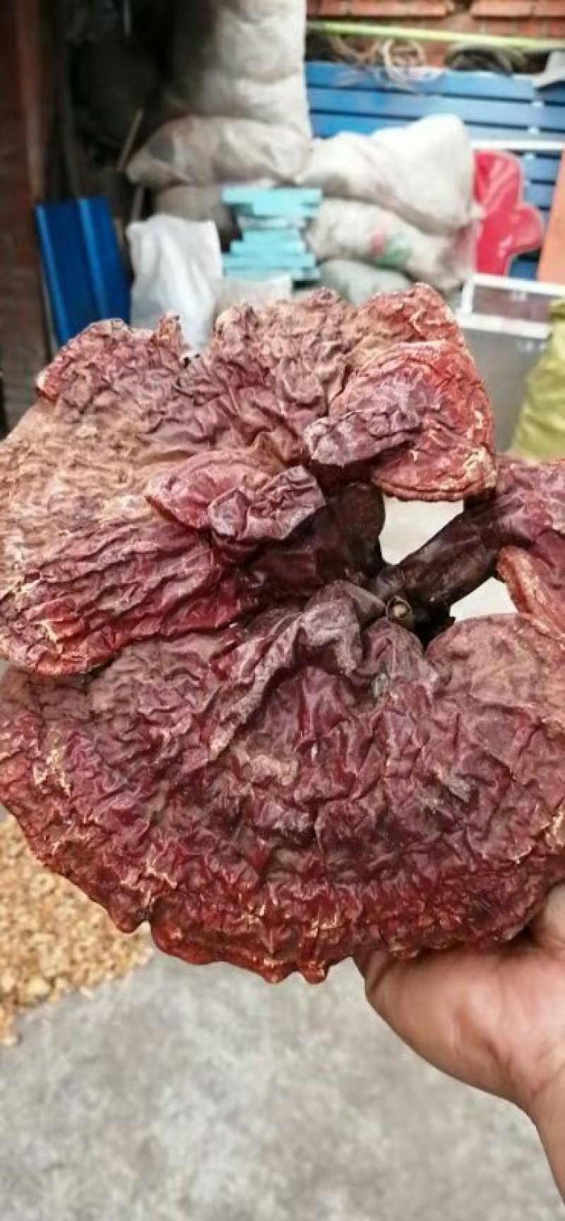 纯野生灵芝假一赔百敬请选用