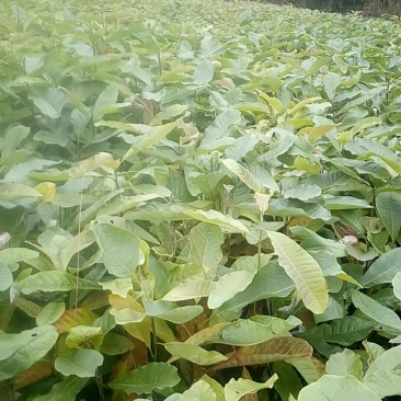 厚朴苗基地直发量大从优保质保量成活率高提供种植技术