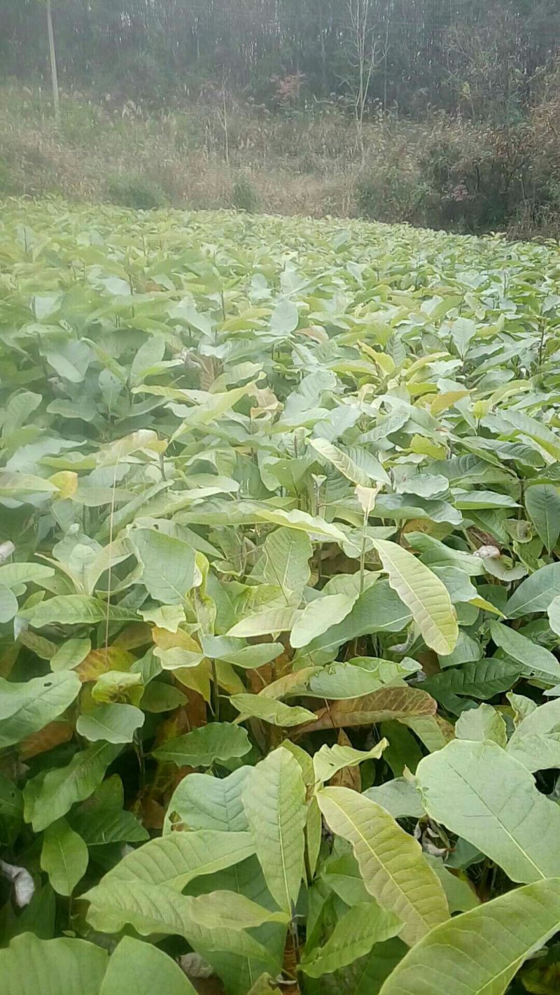 厚朴苗基地直发量大从优保质保量成活率高提供种植技术