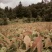 厚朴苗基地直发量大从优保质保量成活率高提供种植技术