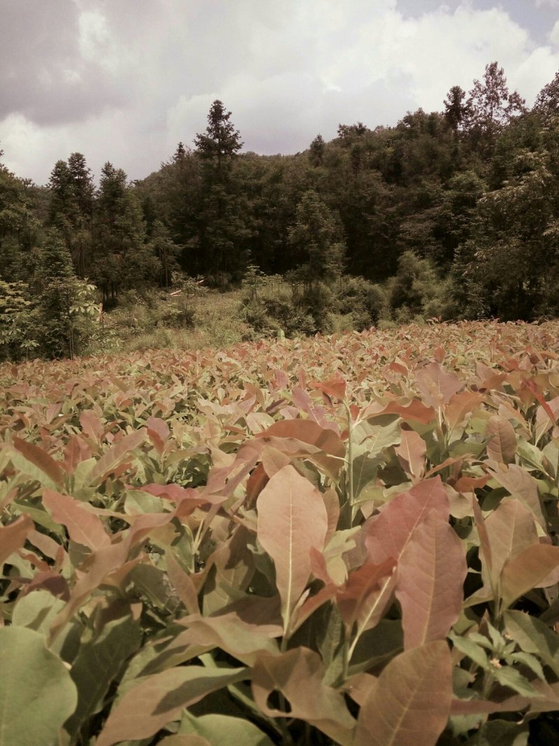 厚朴苗基地直发量大从优保质保量成活率高提供种植技术