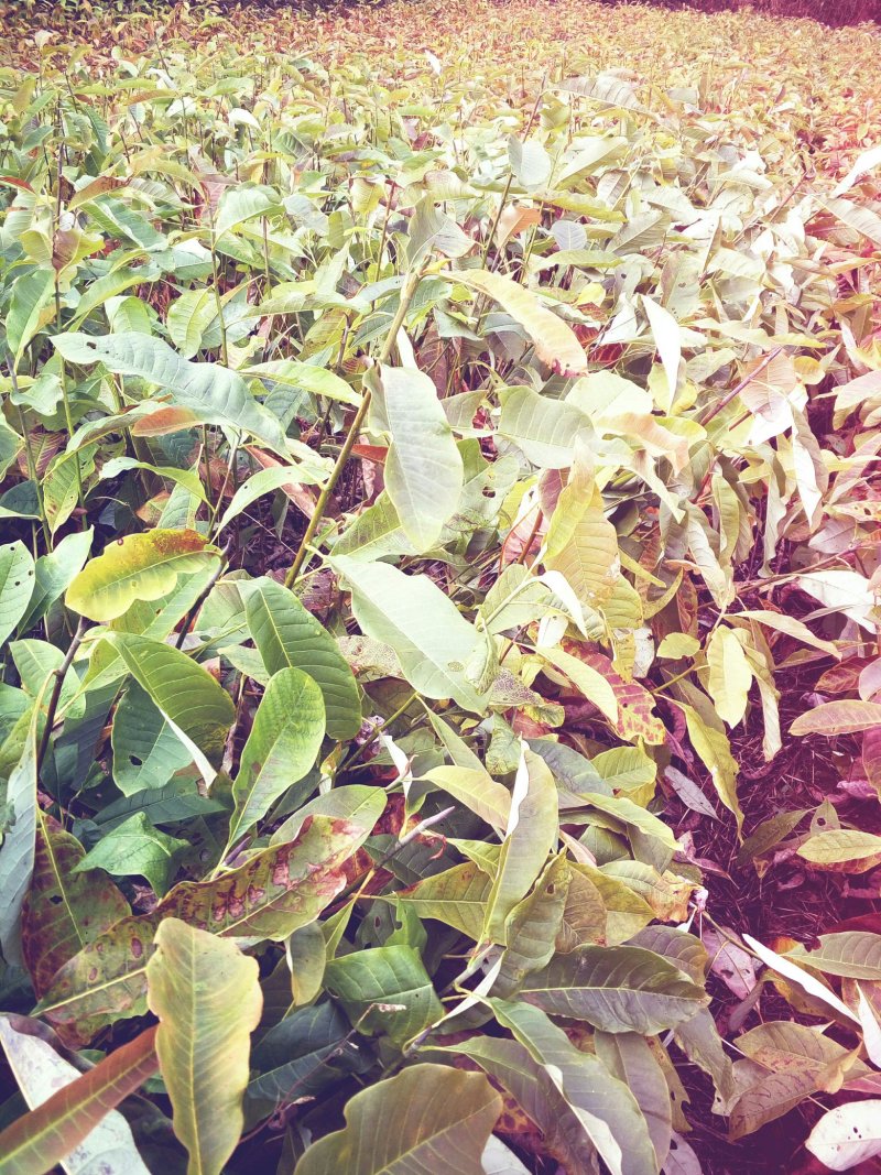 厚朴苗基地直发量大从优保质保量成活率高提供种植技术
