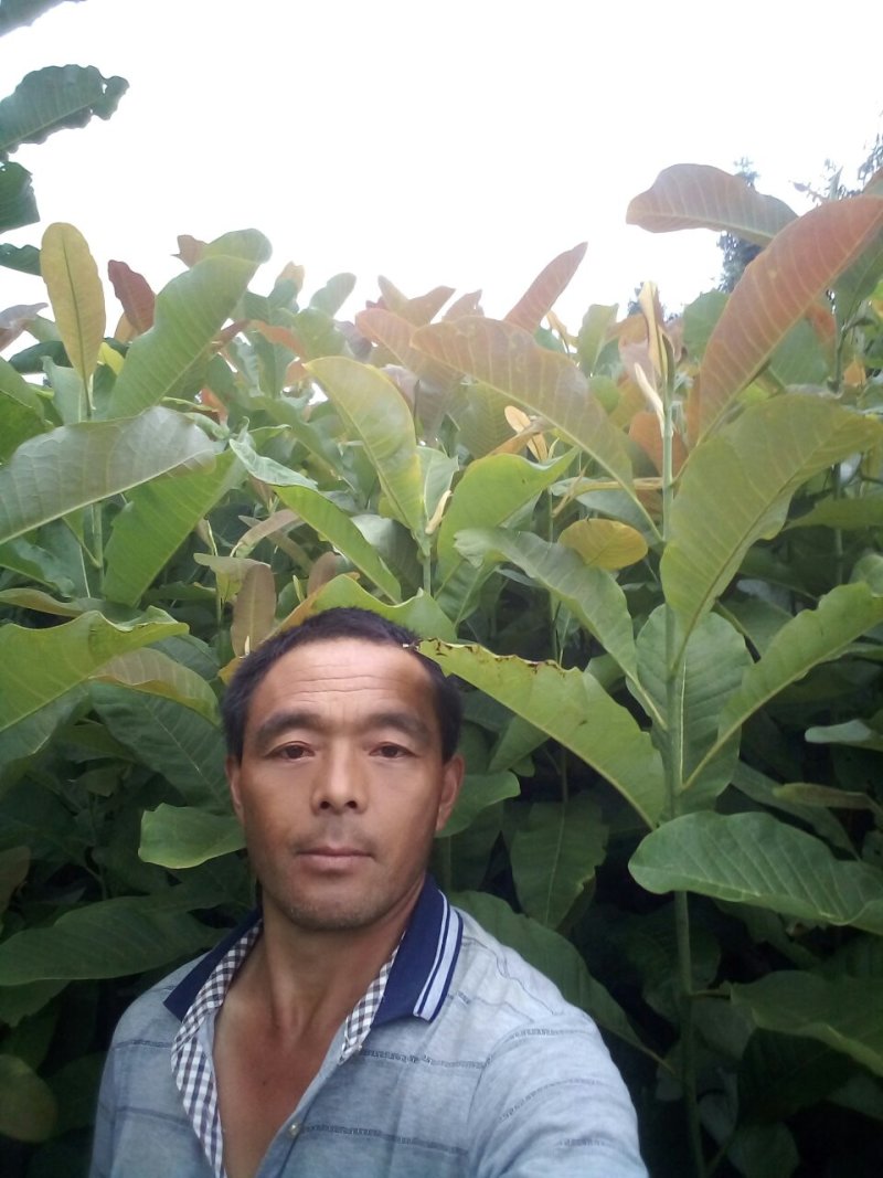 厚朴苗基地直发量大从优保质保量成活率高提供种植技术