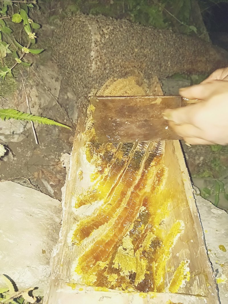 土蜂蜜