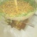 土蜂蜜