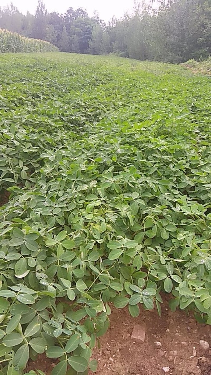 河南鲜花生罗汉果花生，工厂货，市场，电商一手货源