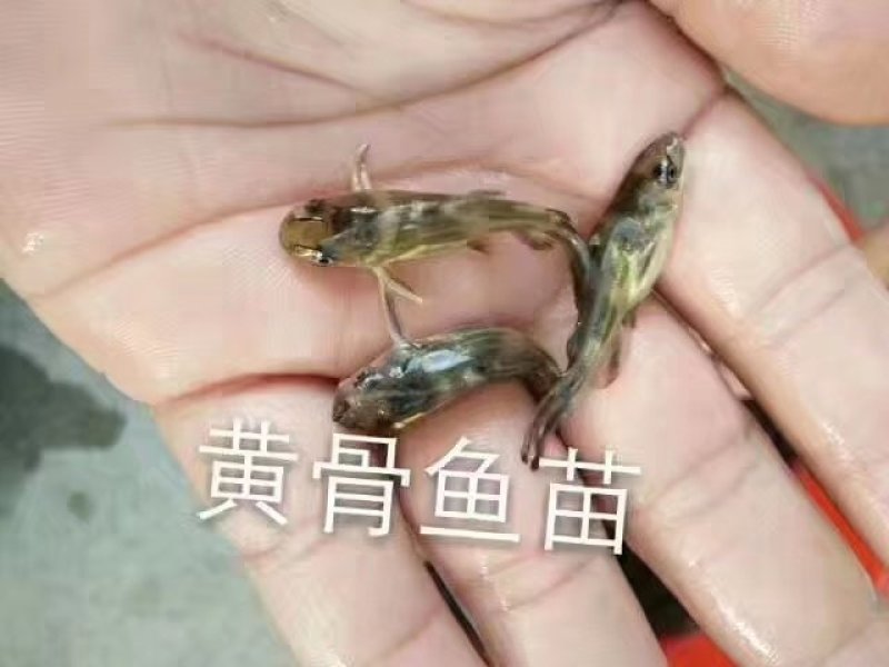 黄骨鱼苗，黄颡鱼苗