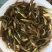 黄骨鱼苗，黄颡鱼苗