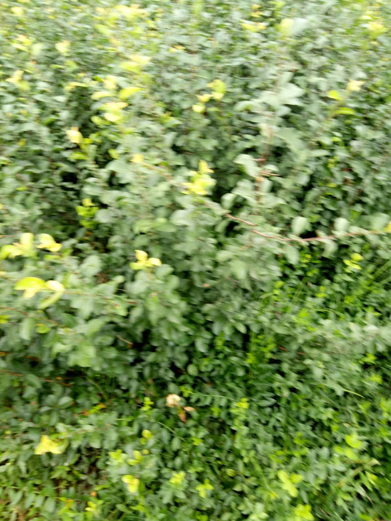 铁杆海棠贴梗海棠小苗工程苗大量上市