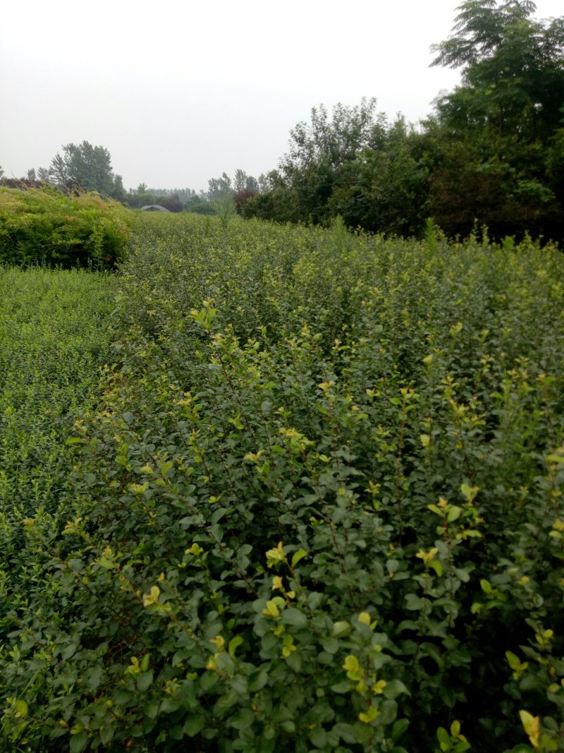 铁杆海棠贴梗海棠小苗工程苗大量上市